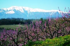 La Majella vista dalle campagne di Ortona